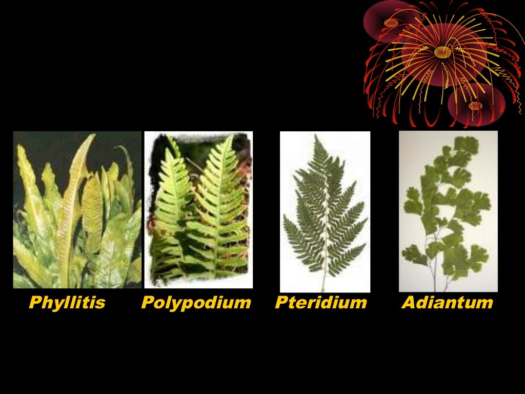 Plantae lumut dan paku