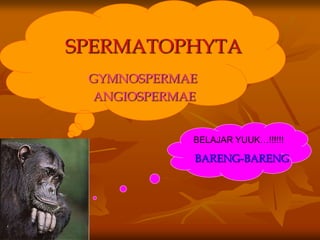 SPERMATOPHYTA
GYMNOSPERMAE
ANGIOSPERMAE
BARENG-BARENG
BELAJAR YUUK…!!!!!!
 
