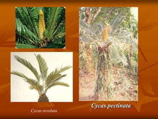 Cycas pectinata
Cycas revoluta
 