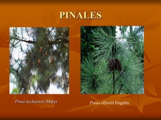 PINALES
Pinus luchuensis Maryr Pinus elliottii Engelm.
 
