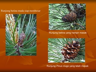 Runjung Pinus mugo yang telah masak
Runjung betina yang hampir masak
Runjung betina muda siap membesar
 