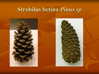Strobilus betina Pinus sp
 