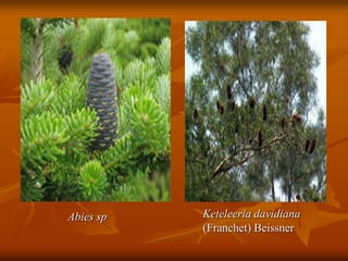Keteleeria davidiana
(Franchet) Beissner
Abies sp
 