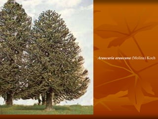 Araucaria araucana (Molina) Koch
 