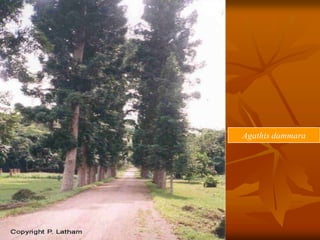 Agathis dammara
 