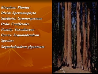 Kingdom: Plantae
Divisi: Spermatophyta
Subdivisi: Gymnospermae
Ordo: Coniferales
Family: Taxodiaceae
Genus: Sequoiadendron
Species:
Sequoiadendron giganteum
 
