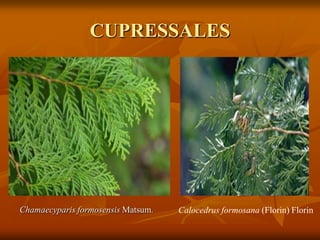 CUPRESSALES
Calocedrus formosana (Florin) FlorinChamaecyparis formosensis Matsum.
 