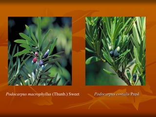 Podocarpus macrophyllus (Thunb.) Sweet Podocarpus costalis Presl
 