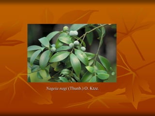 Nageia nagi (Thunb.) O. Ktze.
 
