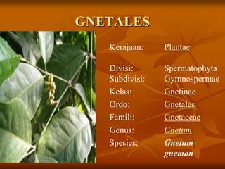GNETALES
Kerajaan: Plantae
Divisi:
Subdivisi:
Spermatophyta
Gymnospermae
Kelas: Gnetinae
Ordo: Gnetales
Famili: Gnetaceae
Genus: Gnetum
Spesies: Gnetum
gnemon
 