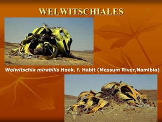 WELWITSCHIALES
Welwitschia mirabilis Hook. f. Habit (Messum River,Namibia)
 