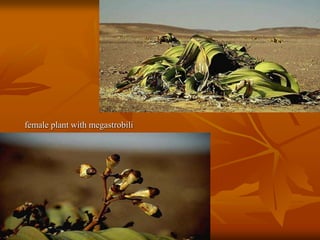 female plant with megastrobili
 