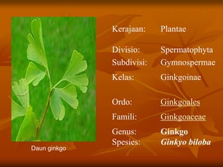 Kerajaan:
Divisio:
Plantae
Spermatophyta
Subdivisi: Gymnospermae
Kelas: Ginkgoinae
Ordo: Ginkgoales
Famili: Ginkgoaceae
Genus:
Spesies:
Ginkgo
Ginkyo biloba
Daun ginkgo
 