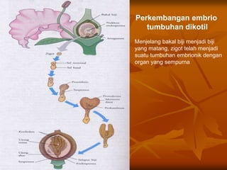 Perkembangan embrio
tumbuhan dikotil
Menjelang bakal biji menjadi biji
yang matang, zigot telah menjadi
suatu tumbuhan embrionik dengan
organ yang sempurna
 