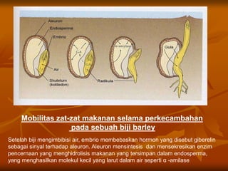 Mobilitas zat-zat makanan selama perkecambahan
pada sebuah biji barley
Setelah biji mengimbibisi air, embrio membebaskan hormon yang disebut giberelin
sebagai sinyal terhadap aleuron. Aleuron mensintesis dan mensekresikan enzim
pencernaan yang menghidrolisis makanan yang tersimpan dalam endosperma,
yang menghasilkan molekul kecil yang larut dalam air seperti α -amilase
 