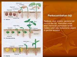 Perkecambahan biji
Radikula, akar, embrio, pertama kali
muncul dari biji. Kemudian tunas
akan memecah permukaan tanah
melalui salah satu mekanisme seperti
di gambar tersebut
 