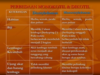 PERBEDAAN MONOKOTIL & DIKOTIL
KETERANGAN
Dicotyledoneae Monocotyledoneae
Habitus
Biji
Herba, semak, perdu
dan pohon
Memiliki 2 daun
lembaga (berkeping 2 )
Pada waktu
berkecambah membelah
menjadi 2 bagian
Herba, semak, perdu
atau pohon
Memiliki 1 daun lembaga
(berkeping tunggal)
Pada waktu
berkecambah biji tidak
berbelah
Lembaga/
Kecambah
Ujung akar
dan batang
lembaga
Akar lembaga tumbuh
terus menjadi akar
tunggang yang
bercabang-cabang
Tidak memiliki
pelindung khusus
Akar lembaga mati,
disusul pembentukan
akar yg sama besar
berupa akar serabut.
Memiliki pelindung
khusus berupa koleoriza
dan koleoptil
 