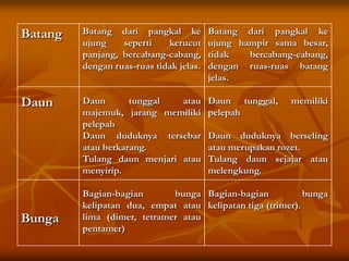 Batang
Daun
Bunga
Batang dari pangkal ke
ujung seperti kerucut
panjang, bercabang-cabang,
dengan ruas-ruas tidak jelas.
Daun tunggal atau
majemuk, jarang memiliki
pelepah
Daun duduknya tersebar
atau berkarang.
Tulang daun menjari atau
menyirip.
Bagian-bagian bunga
kelipatan dua, empat atau
lima (dimer, tetramer atau
pentamer)
Batang dari pangkal ke
ujung hampir sama besar,
tidak bercabang-cabang,
dengan ruas-ruas batang
jelas.
Daun tunggal, memiliki
pelepah
Daun duduknya berseling
atau merupakan rozet.
Tulang daun sejajar atau
melengkung.
Bagian-bagian bunga
kelipatan tiga (trimer).
 