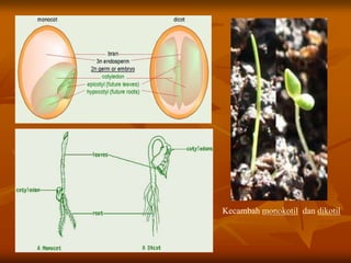 Kecambah monokotil dan dikotil
 