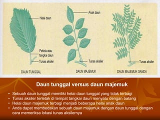 Daun tunggal versus daun majemuk
• Sebuah daun tunggal memiliki helai daun tunggal yang tidak terbagi
• Tunas aksiler terletak di tempat tangkai daun menyatu dengan batang
• Helai daun majemuk terbagi menjadi beberapa helai anak daun
• Anda dapat membedakan sebuah daun majemuk dengan daun tunggal dengan
cara memeriksa lokasi tunas aksilernya
 