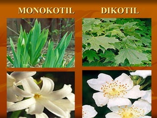 MONOKOTIL DIKOTIL
 