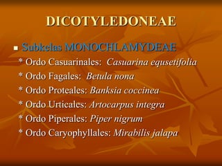 DICOTYLEDONEAE
 Subkelas MONOCHLAMYDEAE
* Ordo Casuarinales: Casuarina equsetifolia
* Ordo Fagales: Betula nona
* Ordo Proteales: Banksia coccinea
* Ordo Urticales: Artocarpus integra
* Ordo Piperales: Piper nigrum
* Ordo Caryophyllales: Mirabilis jalapa
 