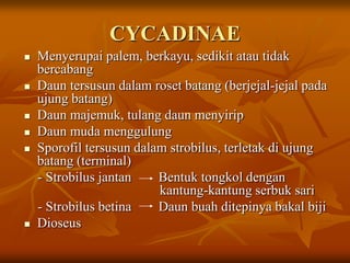 CYCADINAE
 Menyerupai palem, berkayu, sedikit atau tidak
bercabang
 Daun tersusun dalam roset batang (berjejal-jejal pada
ujung batang)
 Daun majemuk, tulang daun menyirip
 Daun muda menggulung
 Sporofil tersusun dalam strobilus, terletak di ujung
batang (terminal)
- Strobilus jantan Bentuk tongkol dengan
kantung-kantung serbuk sari
- Strobilus betina Daun buah ditepinya bakal biji
 Dioseus
 