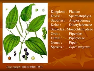 Piper nigrum, dari Koehler (1887)
Kingdom : Plantae
Divisi : Spermatophyta
Subdivisi : Angiospermae
Kelas : Dicotyledoneae
Subkelas : Monochlamydeae
Ordo : Piperales
Famili : Piperaceae
Genus : Piper
Spesies : Piper ningrum
 