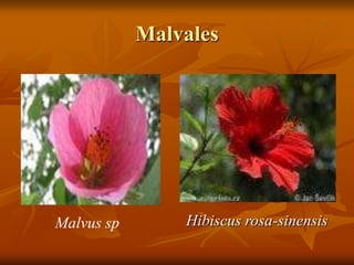 Malvales
Hibiscus rosa-sinensisMalvus sp
 