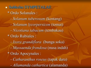  Subkelas SYMPETALAE
* Ordo Solanales :
- Solanum tuberosum (kentang)
- Solanum lycorpersicon (tomat)
- Nicotiana tabacum (tembakau)
* Ordo Rubiales :
- Ixora grandiflora (bunga soka)
- Mussaenda frondosa (nusa indah)
* Ordo Apocynales :
- Catharanthus roseus (tapak dara)
- Allamanda cathartica (alamanda)
 