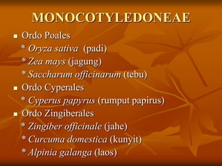 MONOCOTYLEDONEAE
 Ordo Poales
* Oryza sativa (padi)
* Zea mays (jagung)
* Saccharum officinarum (tebu)
 Ordo Cyperales
* Cyperus papyrus (rumput papirus)
 Ordo Zingiberales
* Zingiber officinale (jahe)
* Curcuma domestica (kunyit)
* Alpinia galanga (laos)
 