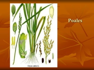 Poales
 
