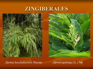 ZINGIBERALES
Alpinia galanga (L.) SwAlpinia kusshakuensis Hayata
 