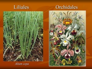 OrchidalesLiliales
Alium cepa
 