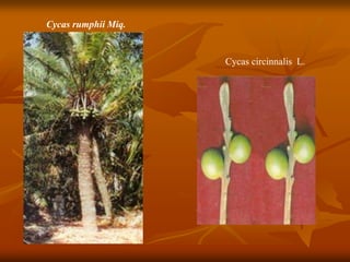 Cycas circinnalis L.
Cycas rumphii Miq.
 
