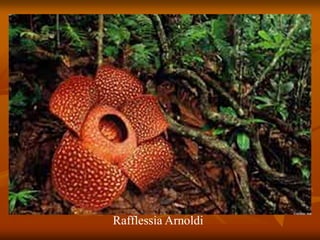 Rafflessia Arnoldi
 