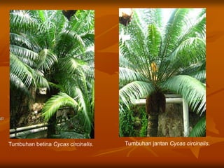 Tumbuhan betina Cycas circinalis. Tumbuhan jantan Cycas circinalis.
 