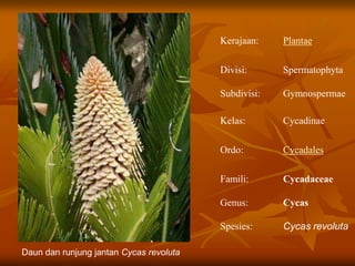 Daun dan runjung jantan Cycas revoluta
Kerajaan: Plantae
Divisi:
Subdivisi:
Spermatophyta
Gymnospermae
Kelas: Cycadinae
Ordo: Cycadales
Famili:
Genus:
Spesies:
Cycadaceae
Cycas
Cycas revoluta
 