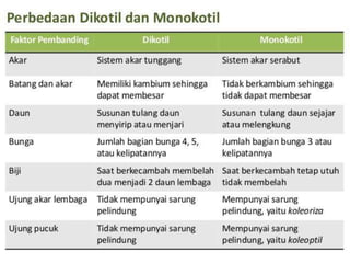 Plantae ppt.pptx
