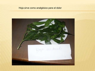 Hoja sirve como analgésico para el dolor 