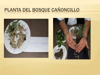 Planta del bosque cañoncillo