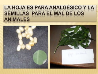 La hoja es para analgésico y la semillas  para el mal de los animales
