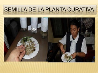 Semilla de la planta curativa