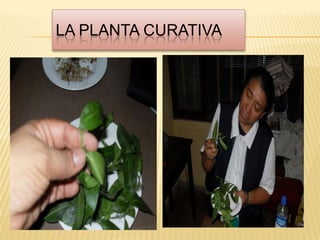 La planta curativa