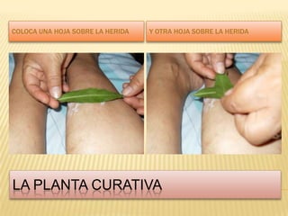 La planta curativaColoca una hoja sobre la heridaY otra hoja sobre la herida