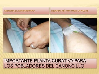 Importante planta curativa para los pobladores del cañoncilloAsegura el esparadrapoDejarlo asì por toda la noche