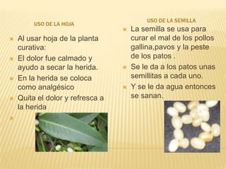 Uso de la semillaUso de la hojaLa semilla se usa para curar el mal de los pollos gallina,pavosy la peste de los patos .