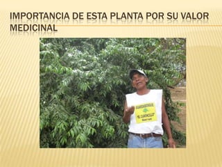 Importancia de esta planta por su valor medicinal
