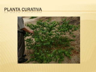 PLANTA CURATIVA