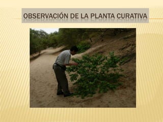 Observación de la planta curativa